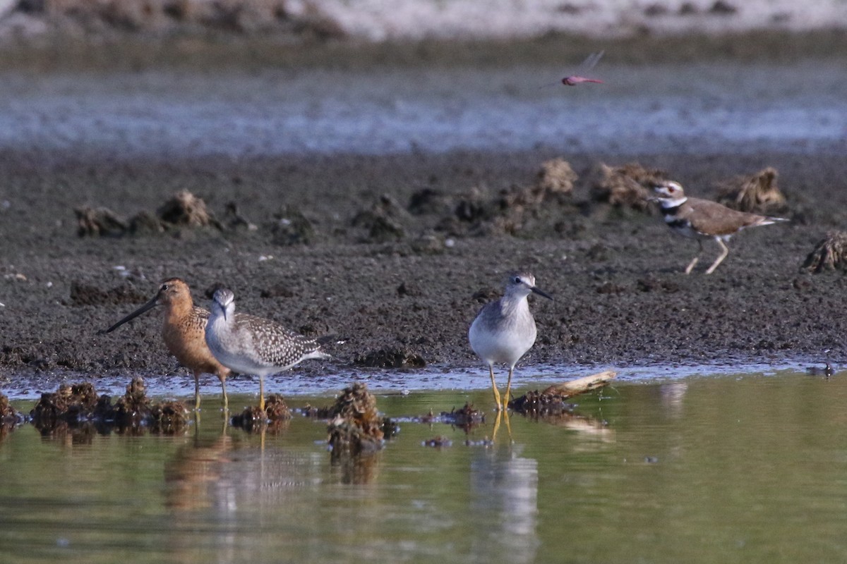 Long-billed Dowitcher - ML190508601
