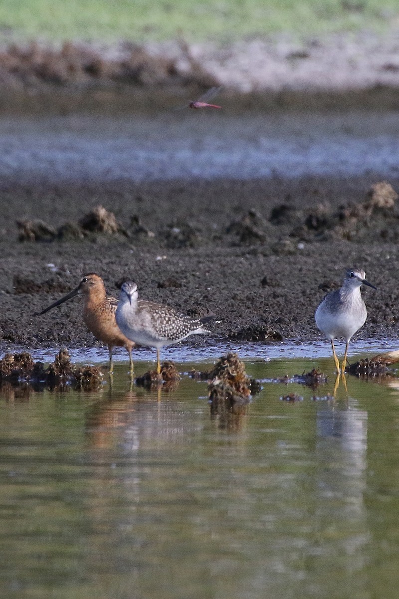 Long-billed Dowitcher - ML190508861