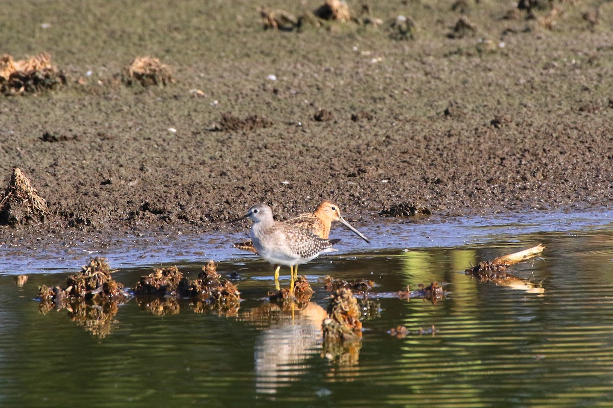 Long-billed Dowitcher - ML190509311
