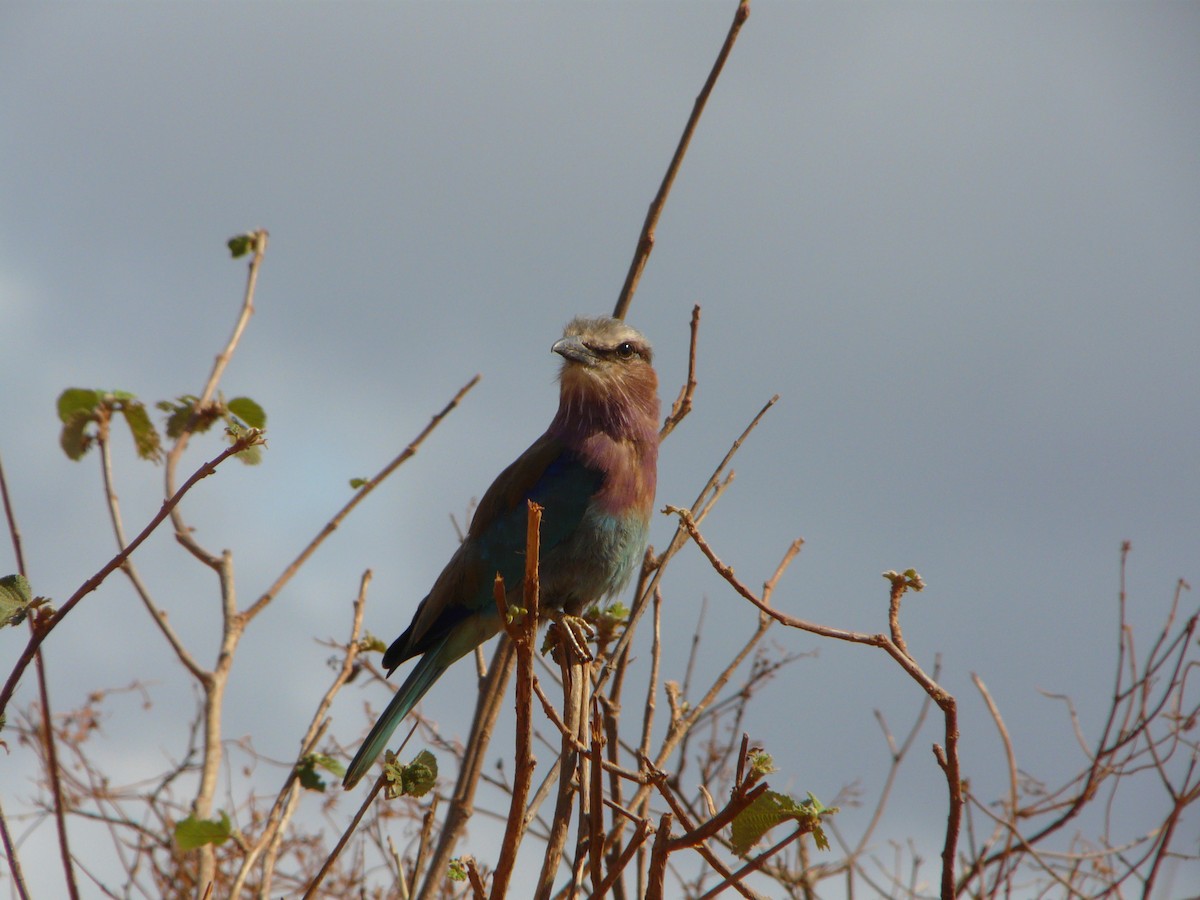 Lilac-breasted Roller - ML190510591