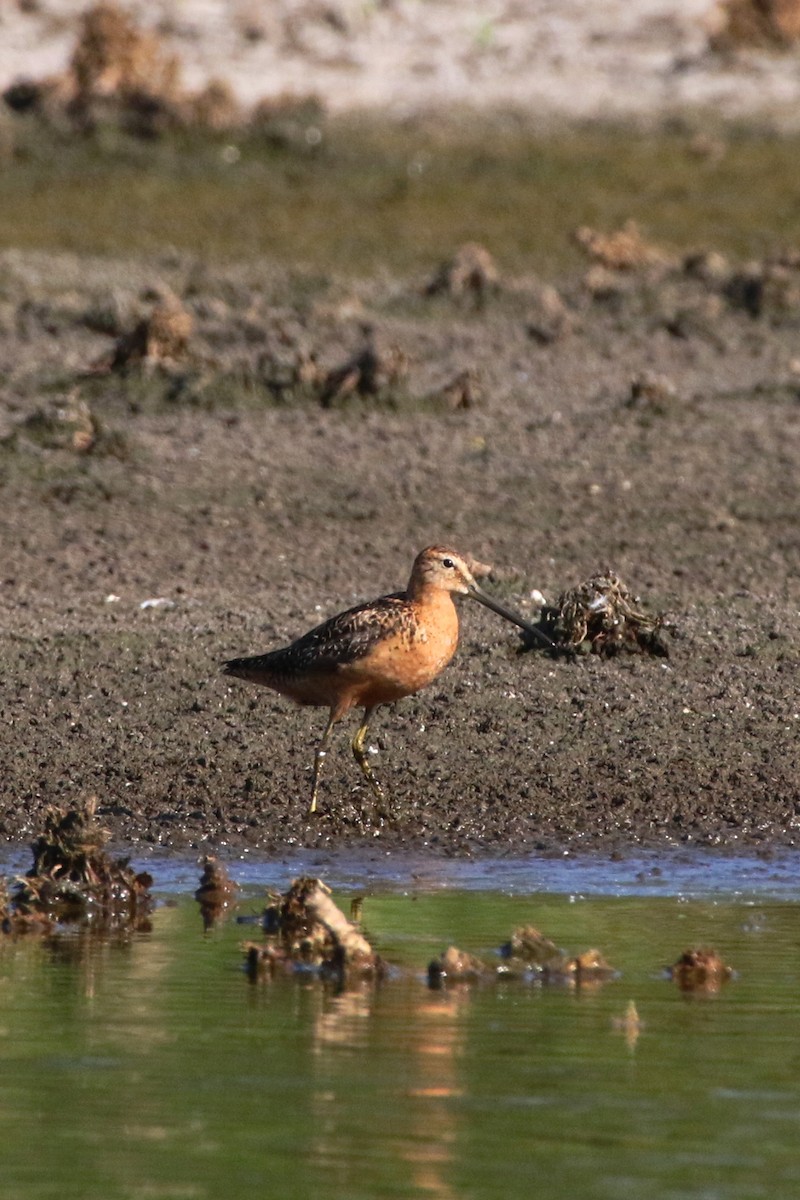 Long-billed Dowitcher - ML190511651