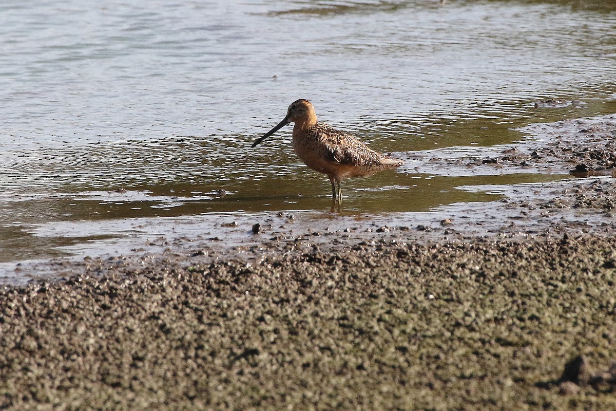 Long-billed Dowitcher - ML190512061