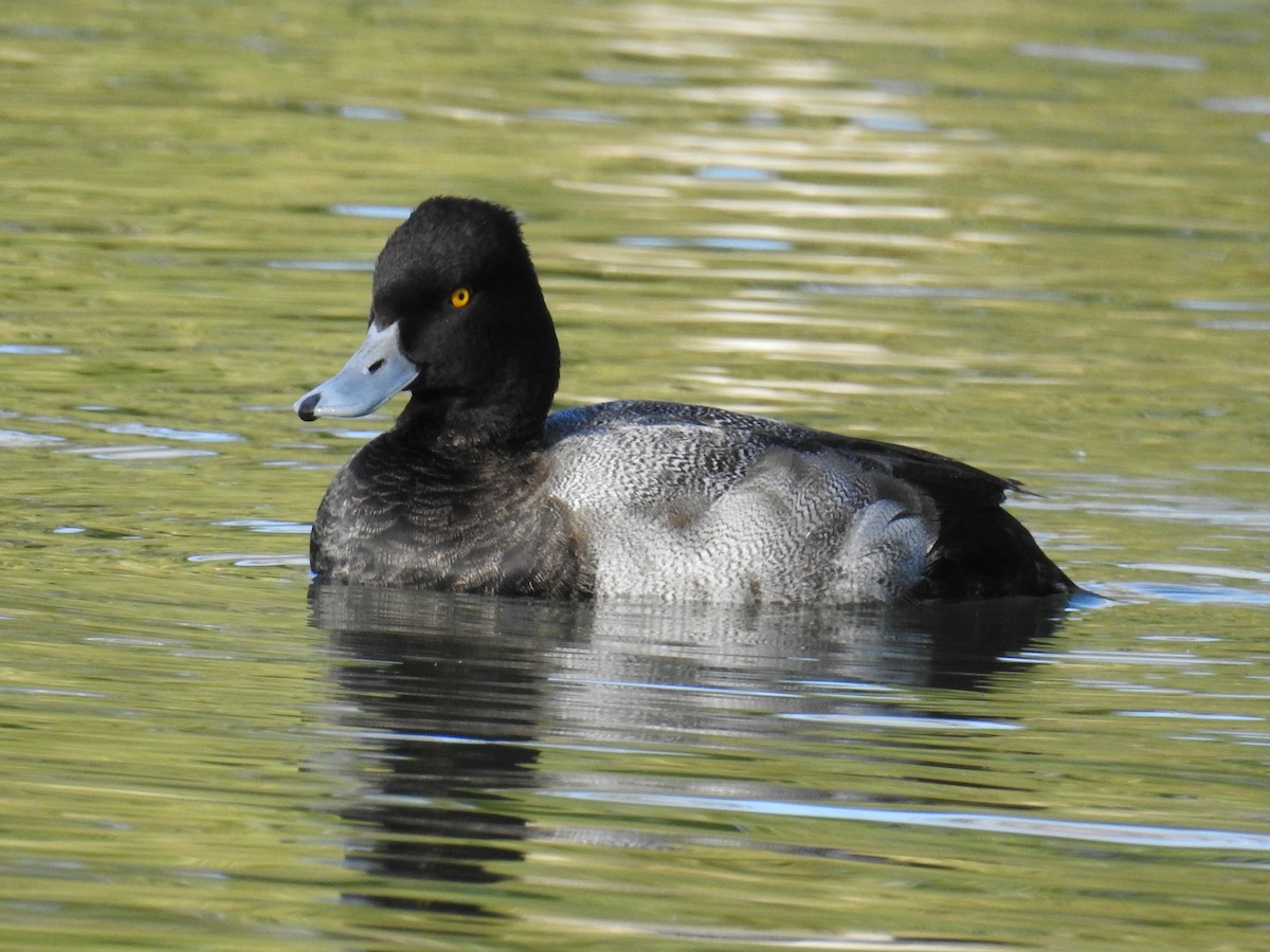 Lesser Scaup - James Maley
