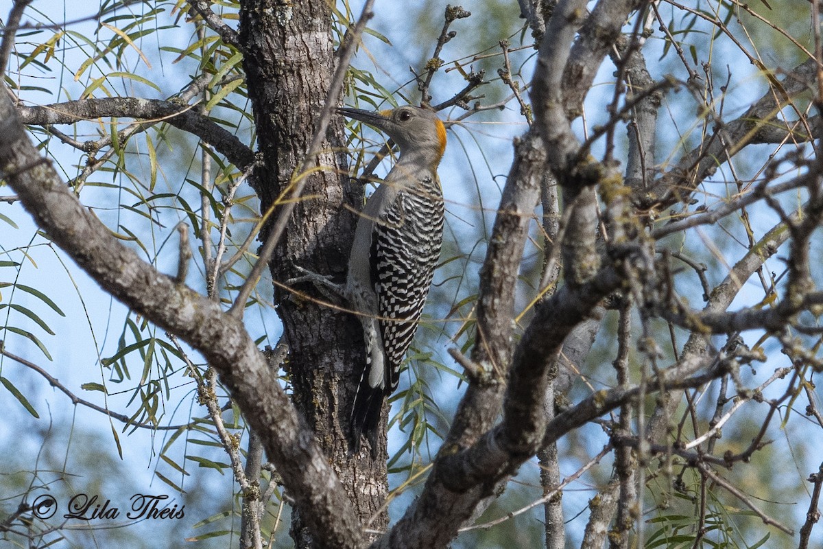 Golden-fronted Woodpecker - Lila Theis