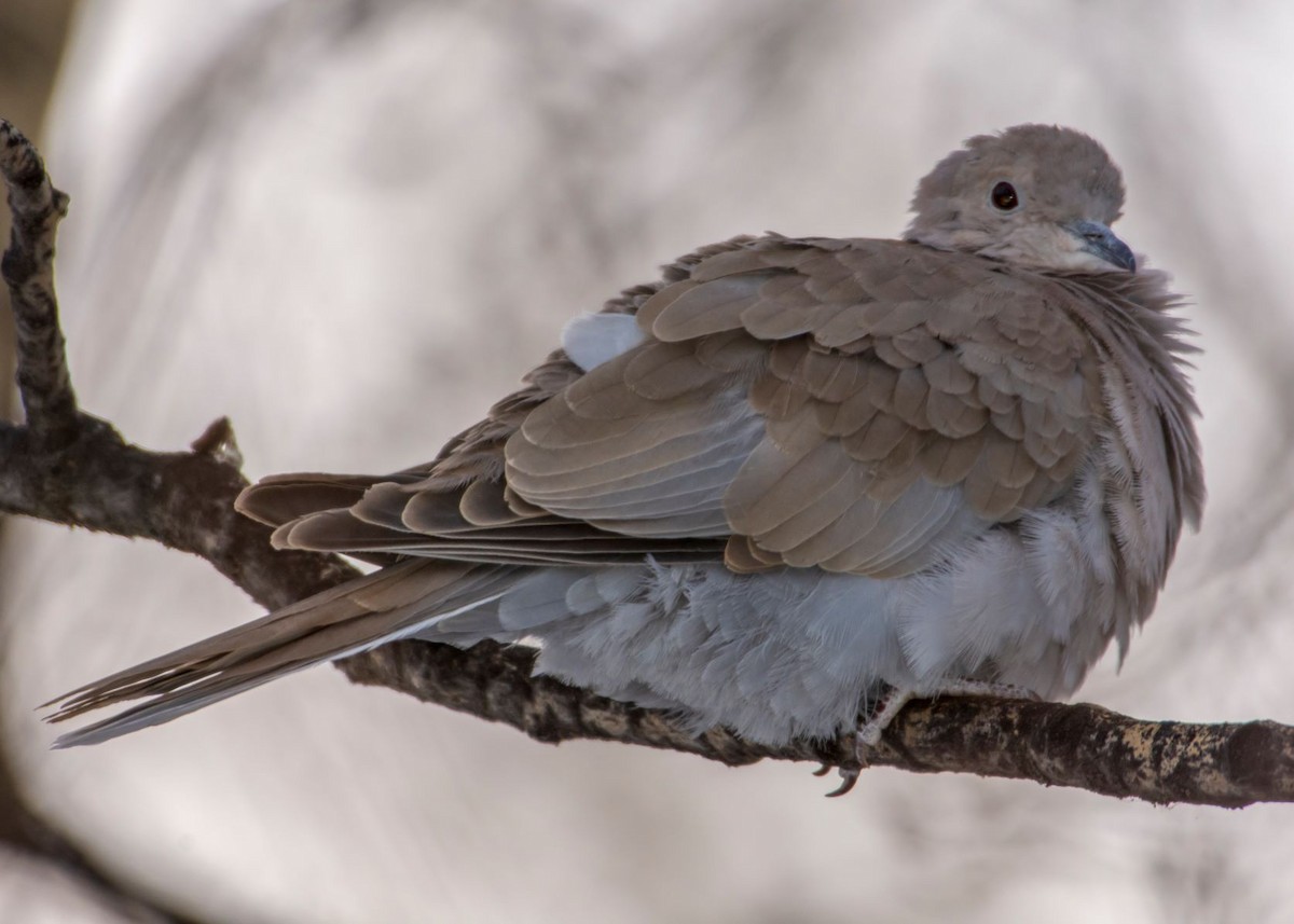 Eurasian Collared-Dove - ML190514481