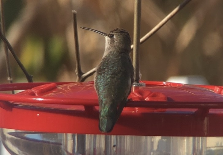 Black-chinned Hummingbird - ML190515651