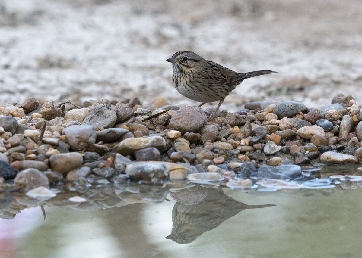 Lincoln's Sparrow - Lila Theis