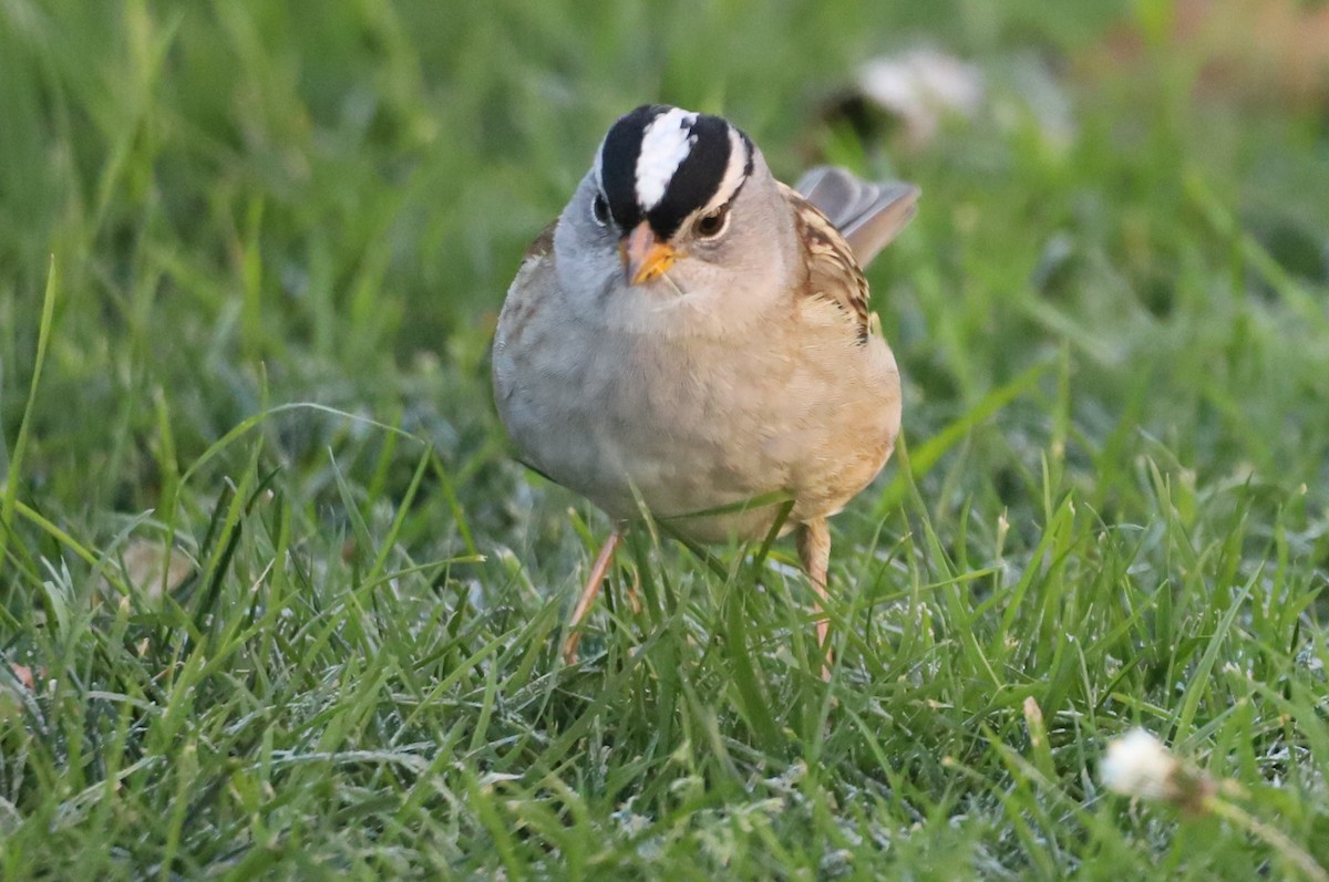 White-crowned Sparrow - ML190519781