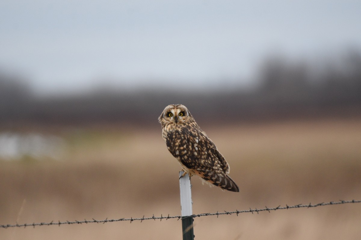 Short-eared Owl - ML190520301