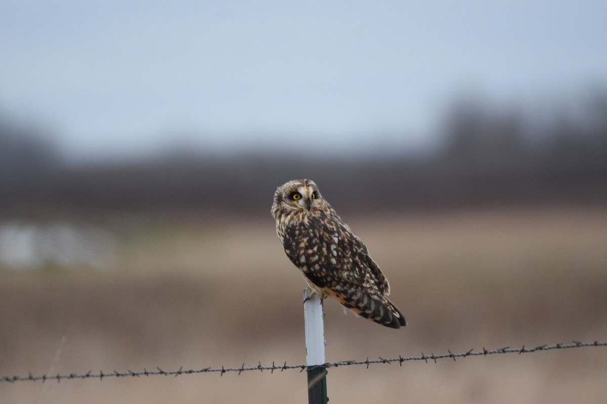 Short-eared Owl - ML190520321