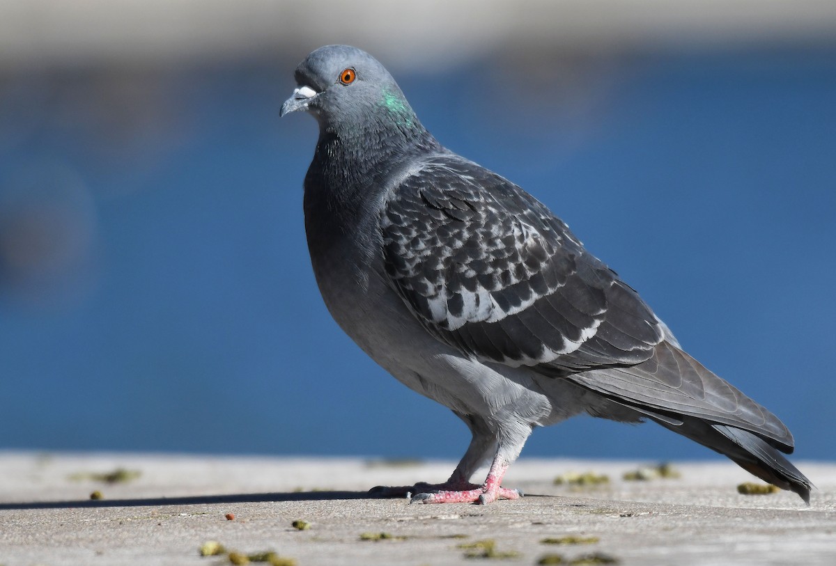 Rock Pigeon (Feral Pigeon) - ML190520491