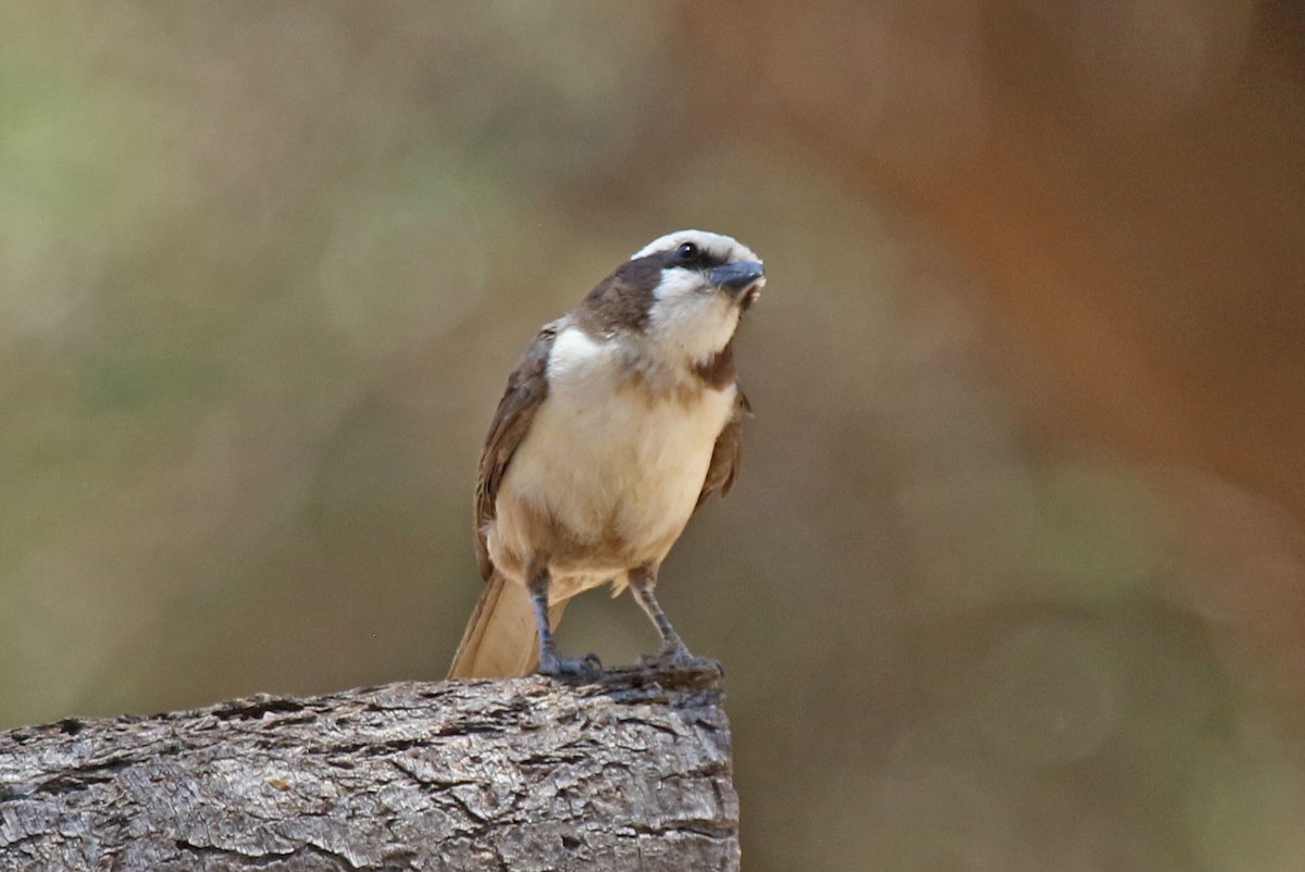 White-crowned Shrike - Joan and/or George Sims