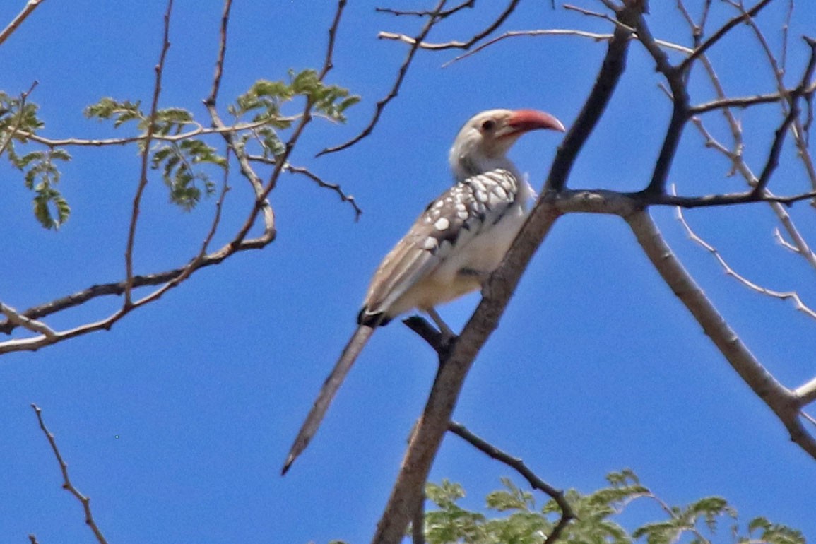 Damara Red-billed Hornbill - Joan and/or George Sims