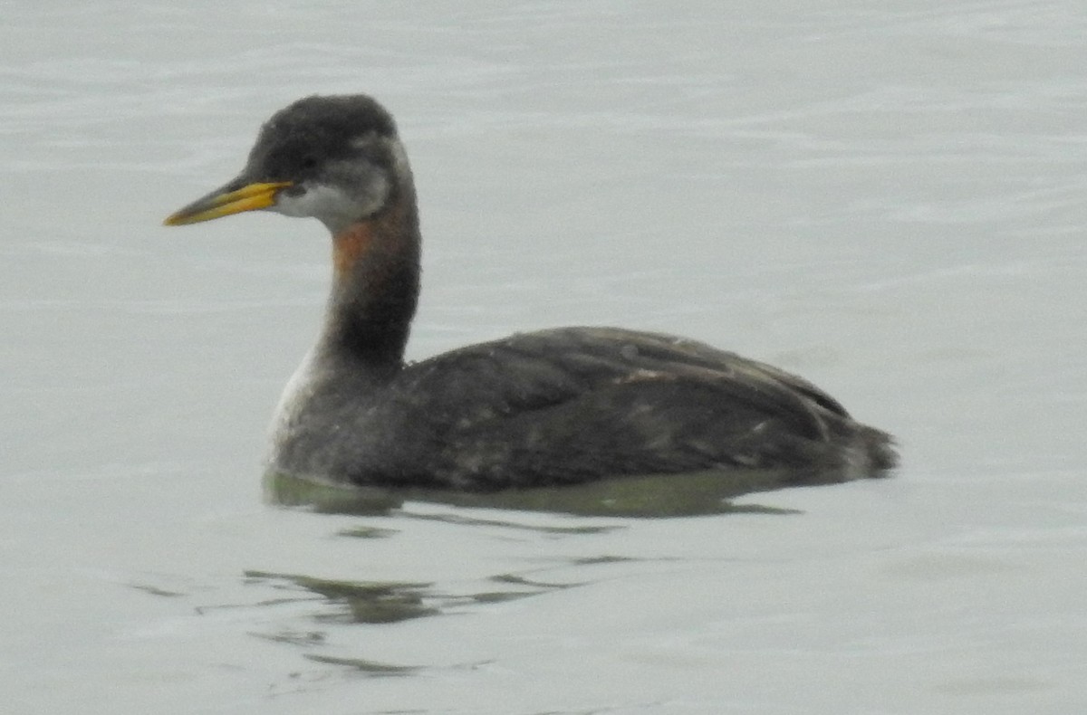 Red-necked Grebe - ML190529301