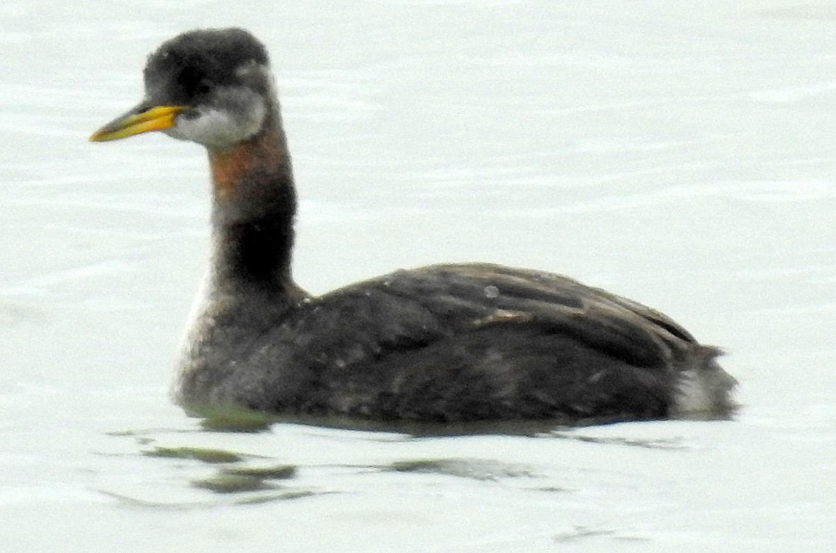 Red-necked Grebe - ML190529311