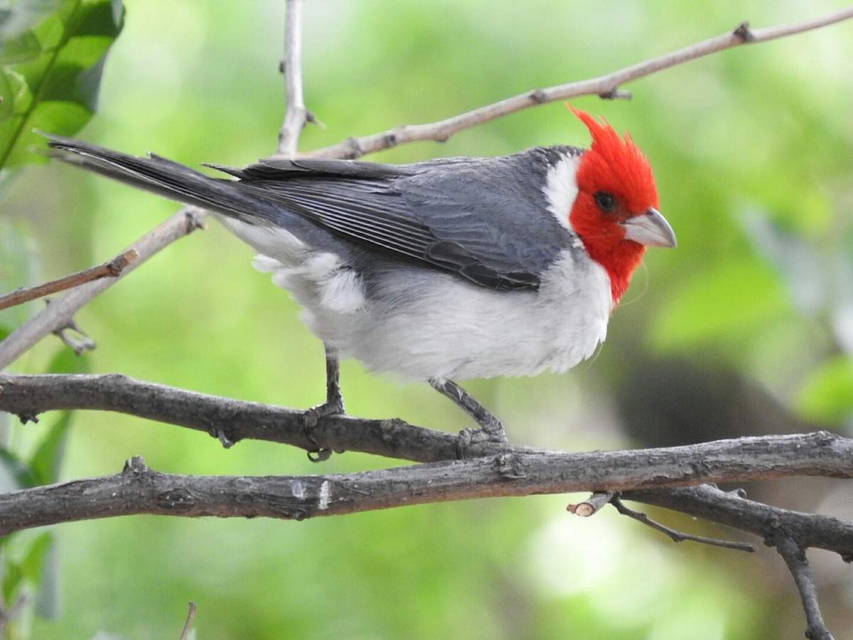 Red-crested Cardinal - ML190532541