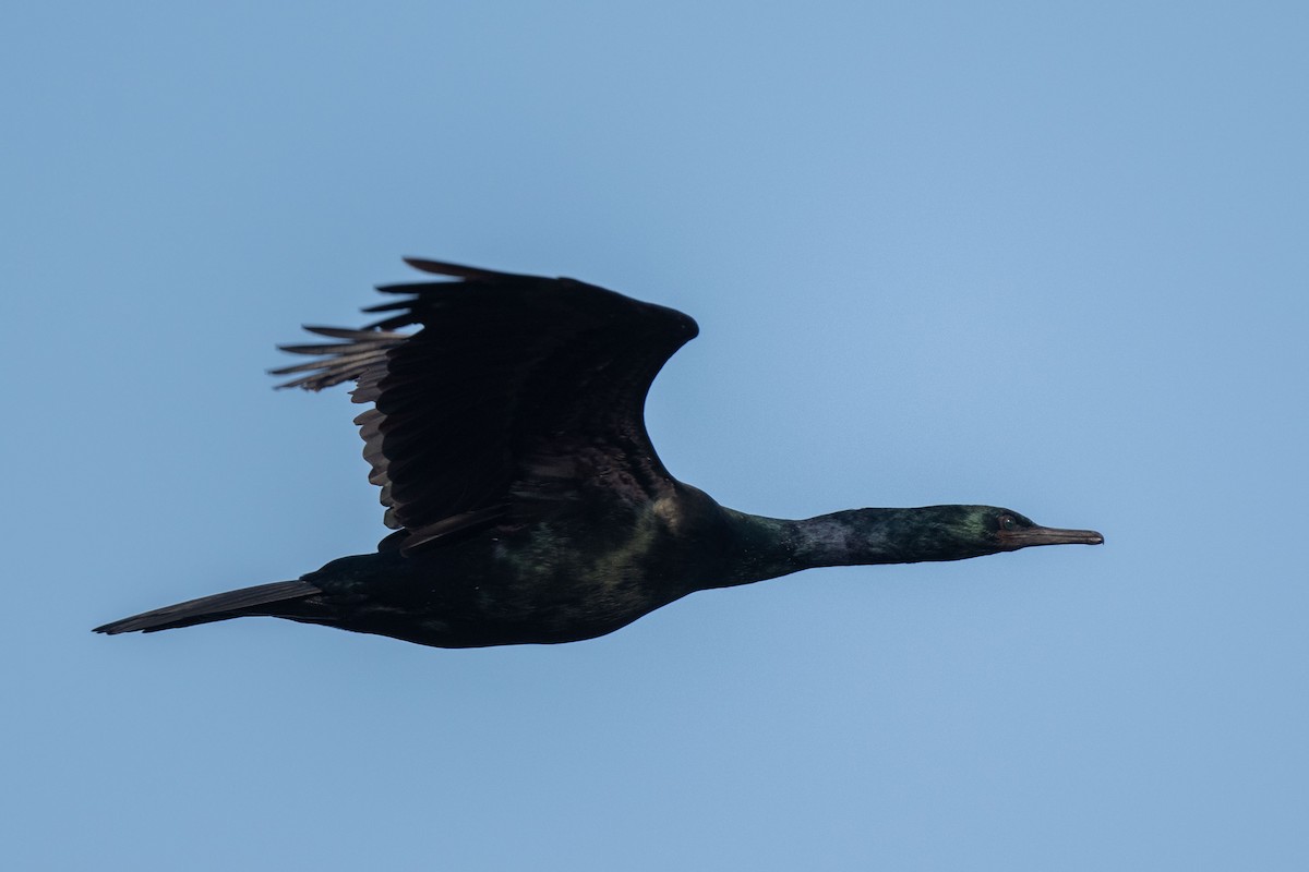 Pelagic Cormorant - Andrew Newmark