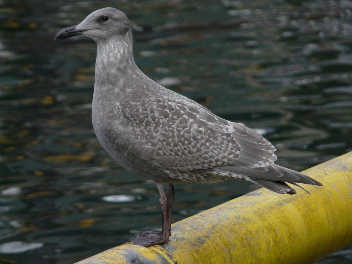 Herring x Glaucous-winged Gull (hybrid) - Paul Suchanek