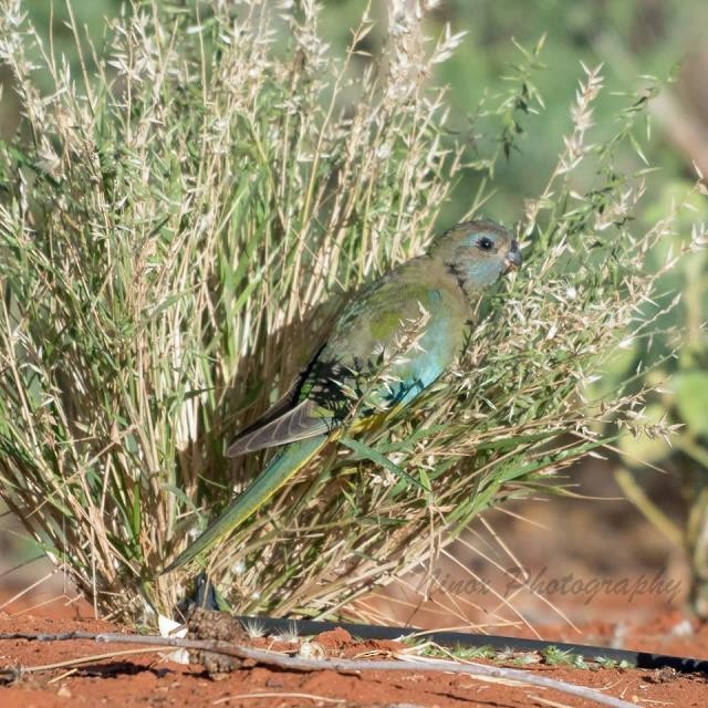 Scarlet-chested Parrot - Birdline Australia
