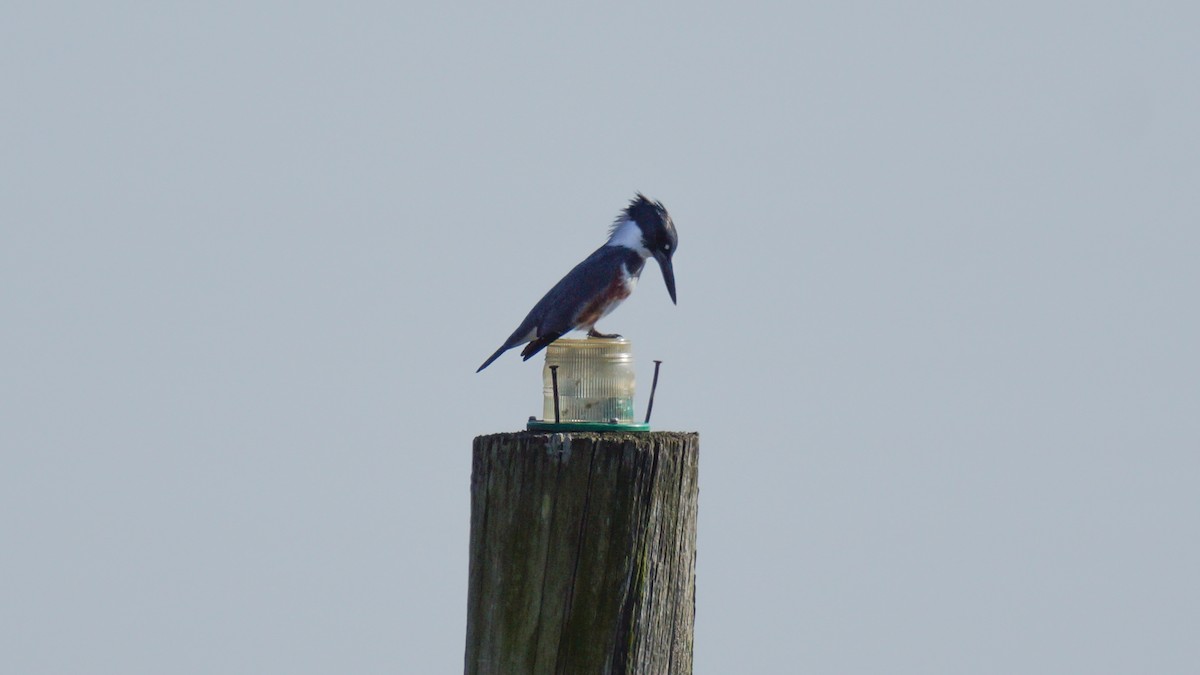 Belted Kingfisher - Skipper Anding