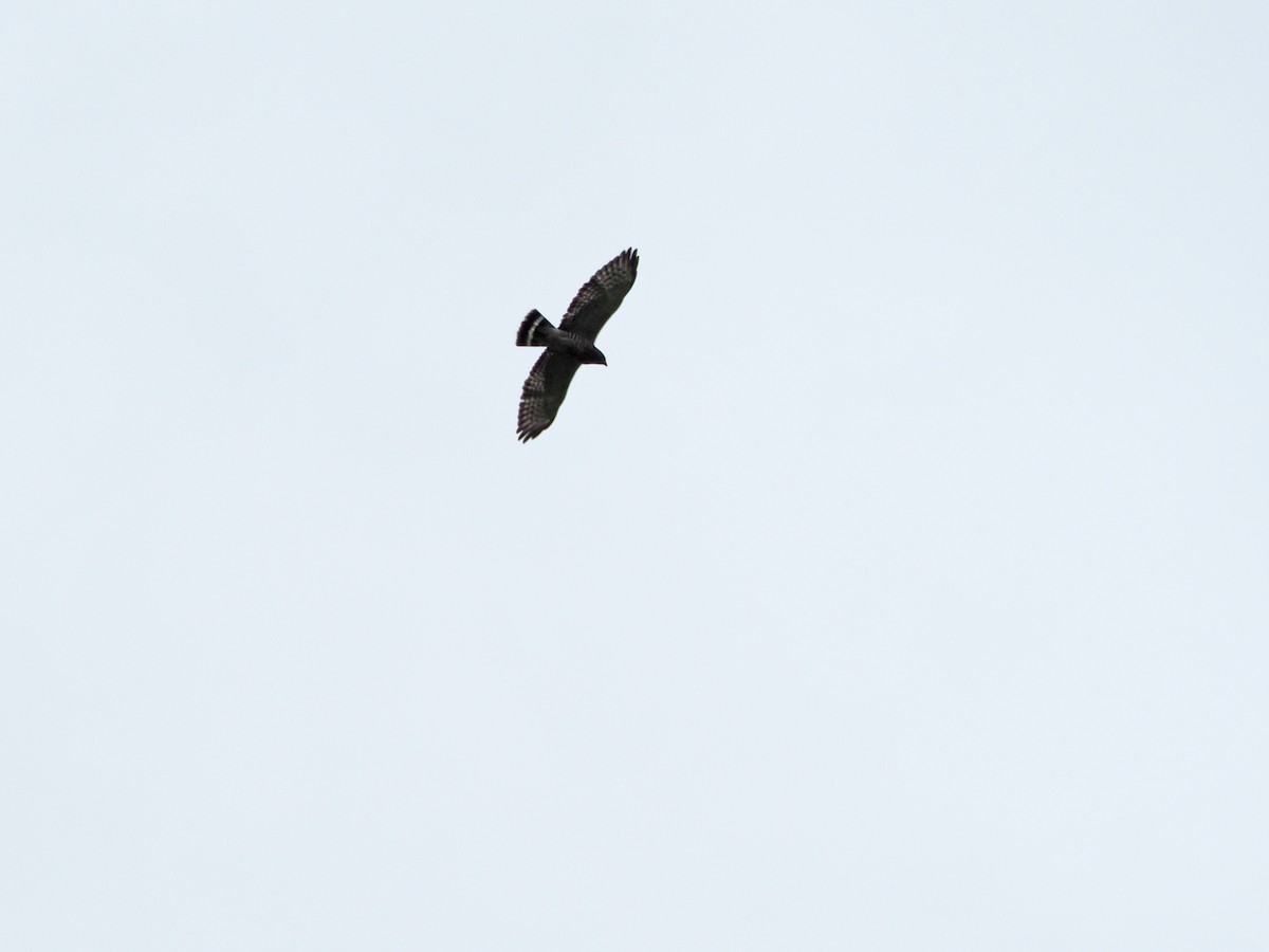 Broad-winged Hawk - ML190539101