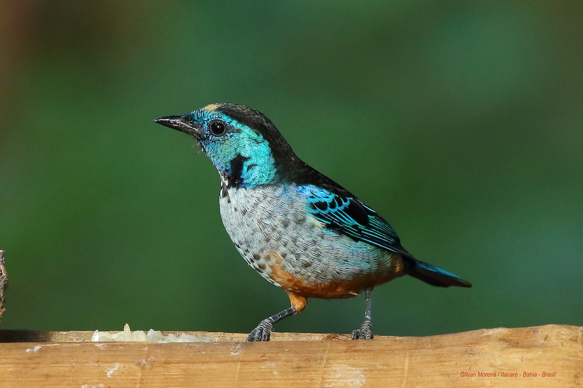 Opal-rumped Tanager (Silver-breasted) - ML190543751
