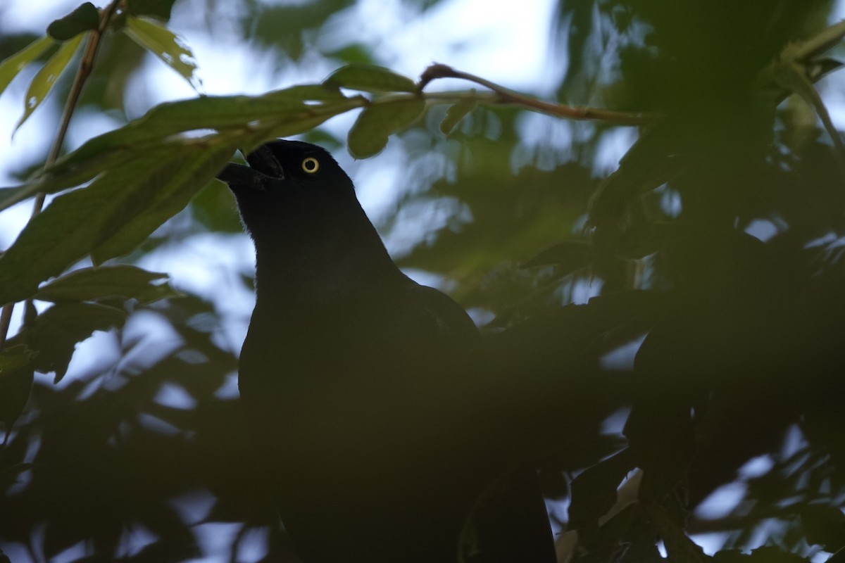 Great-tailed Grackle - ML190544571