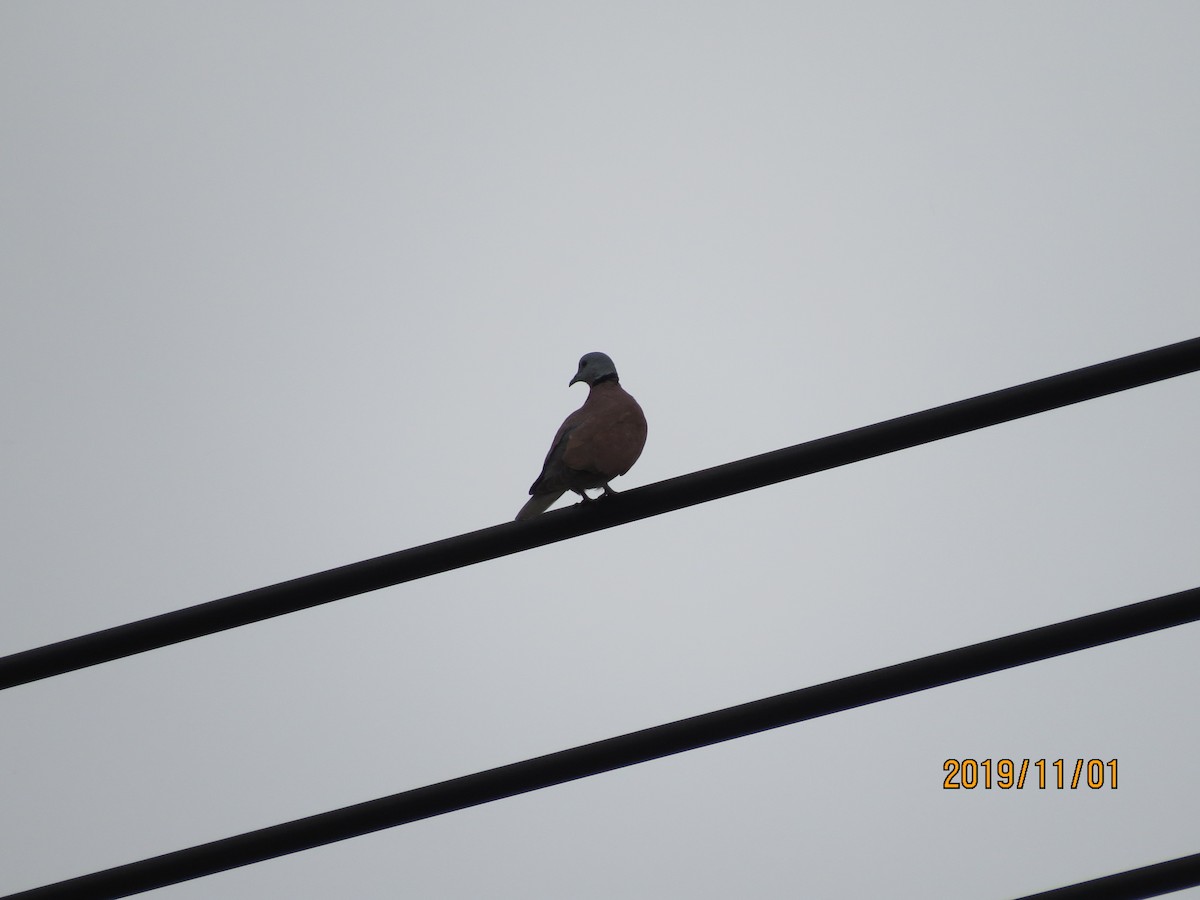 Red Collared-Dove - 祥榮 李