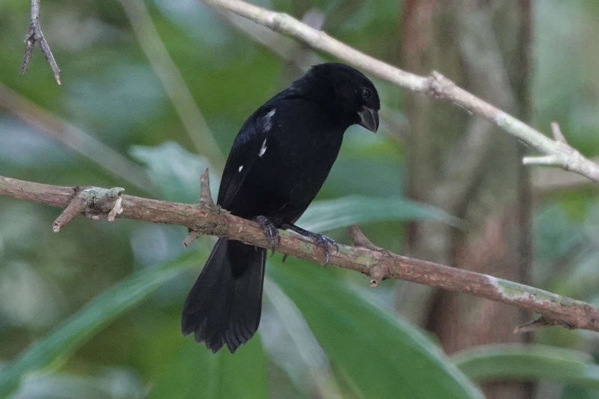 Variable Seedeater - ML190546991