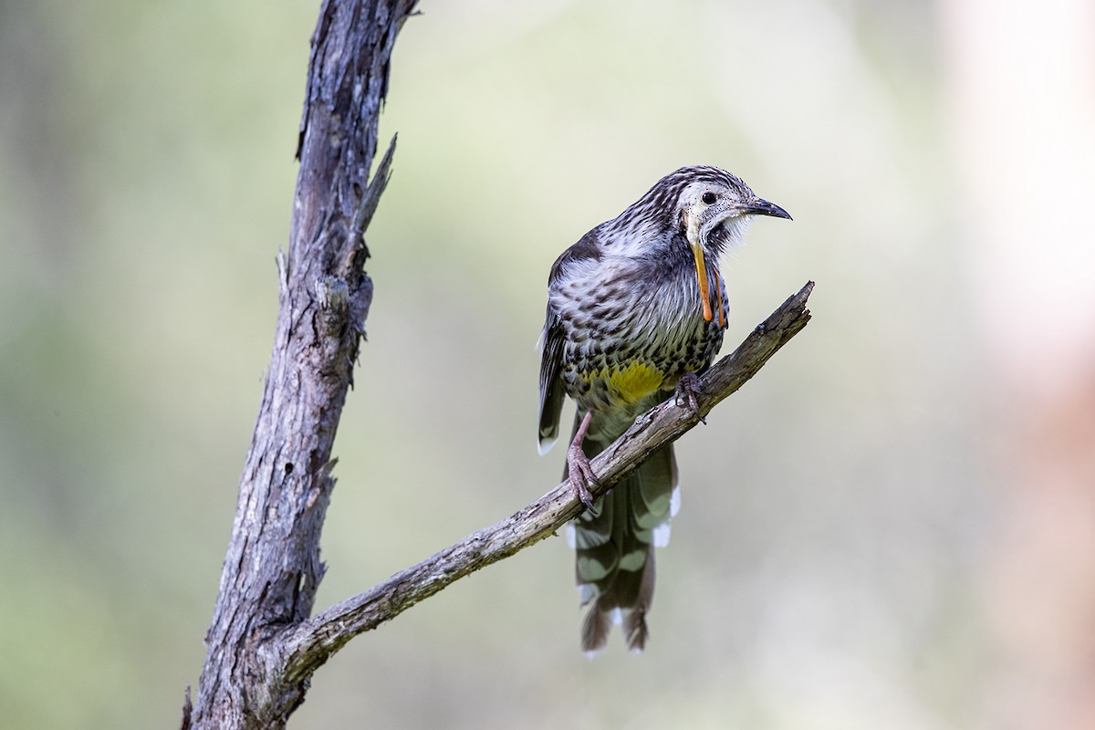 Yellow Wattlebird - Laurie Ross | Tracks Birding & Photography Tours