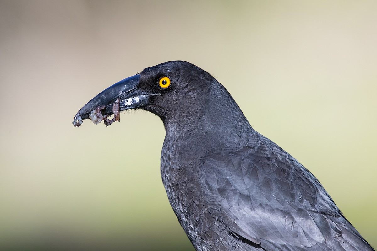 Black Currawong - Laurie Ross | Tracks Birding & Photography Tours
