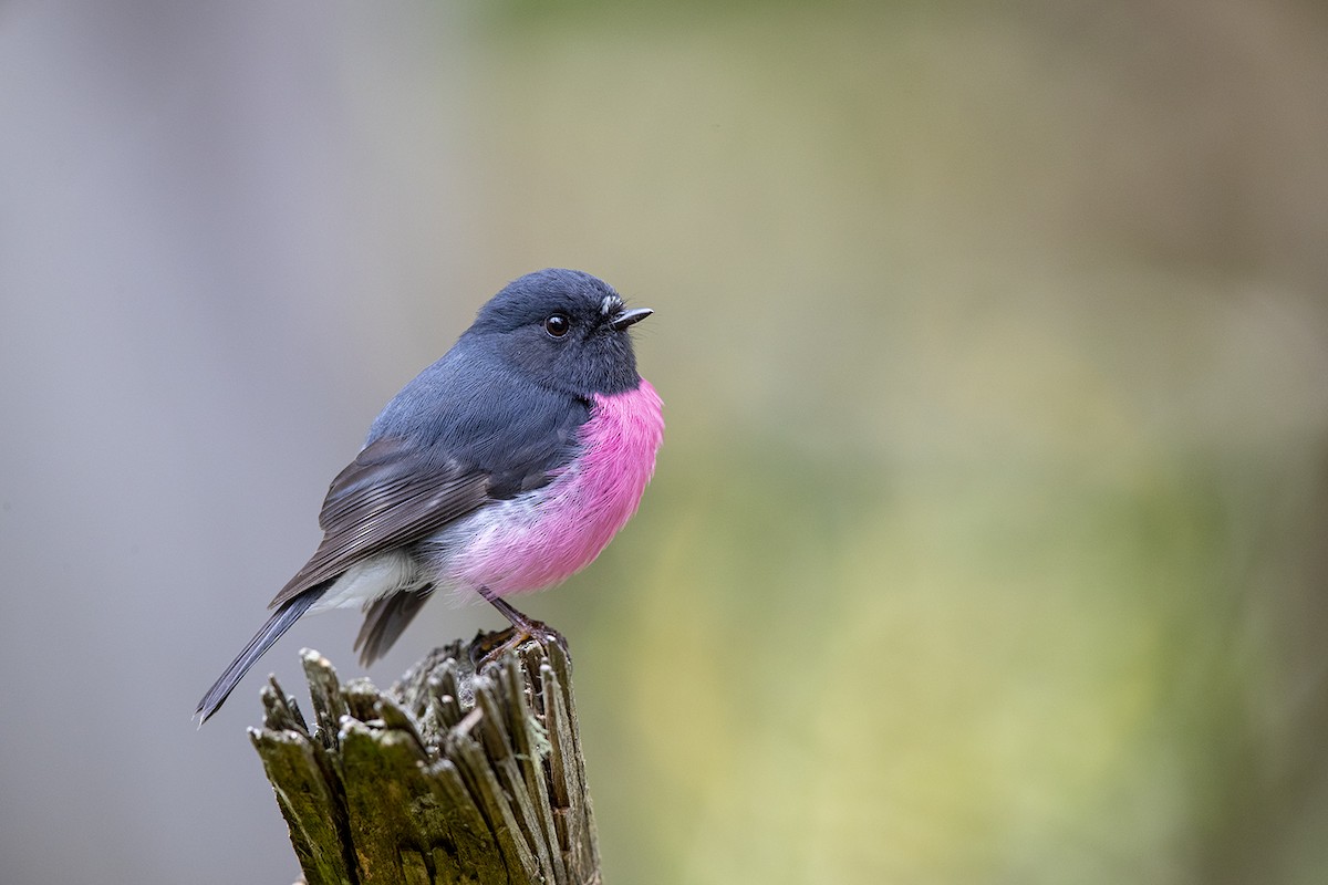 Pink Robin - Laurie Ross | Tracks Birding & Photography Tours