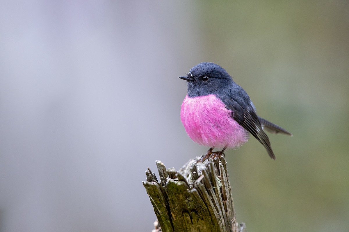Pink Robin - Laurie Ross | Tracks Birding & Photography Tours