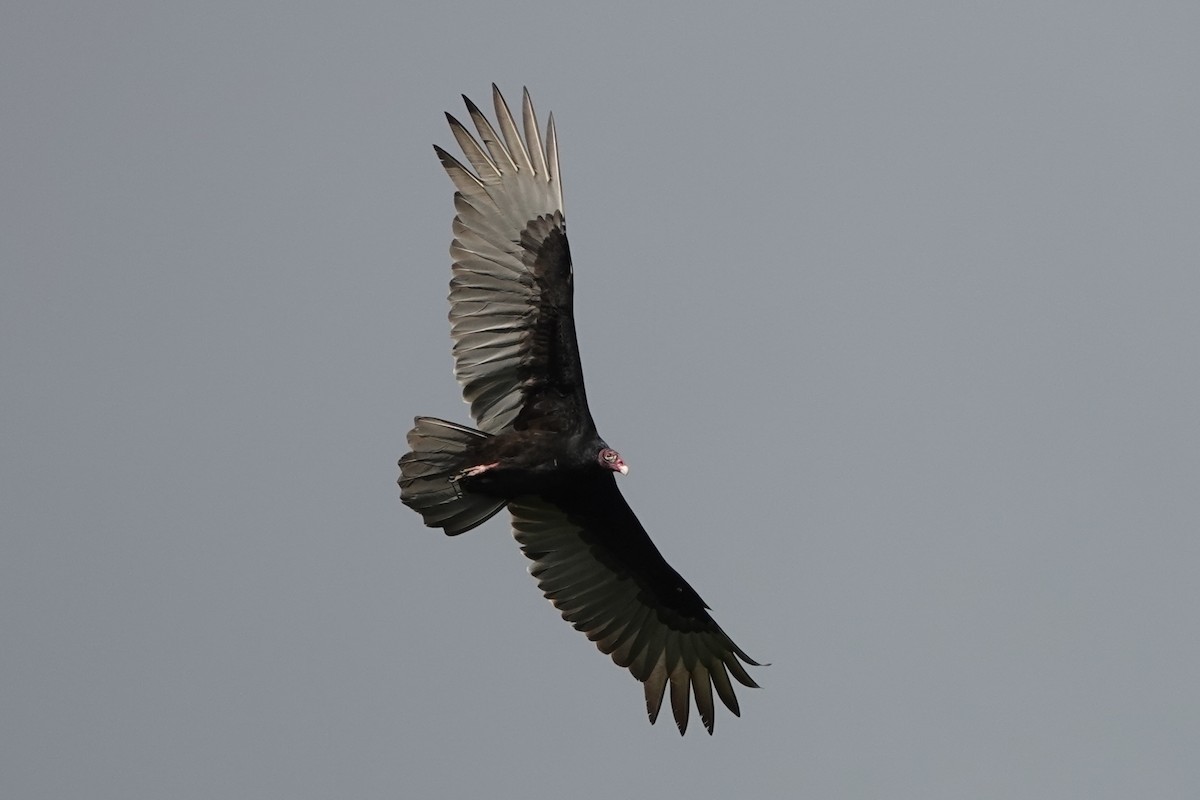 Turkey Vulture - ML190548141
