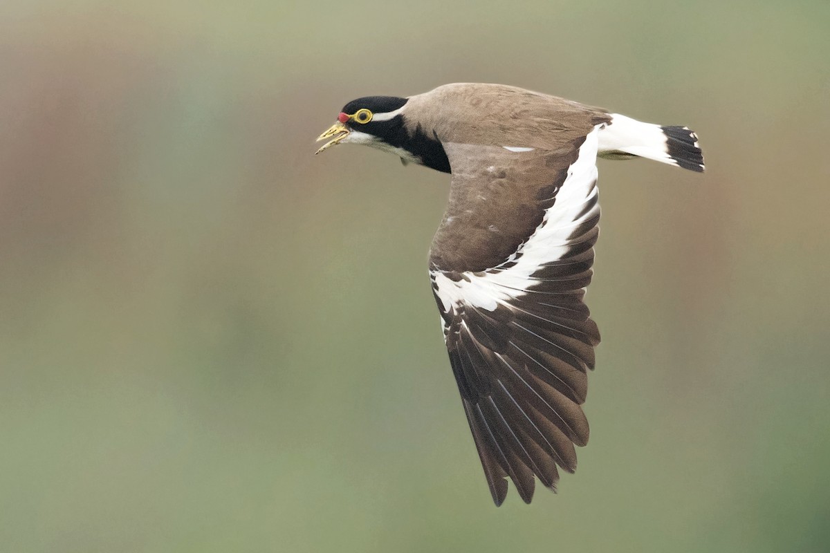 Banded Lapwing - ML190553371