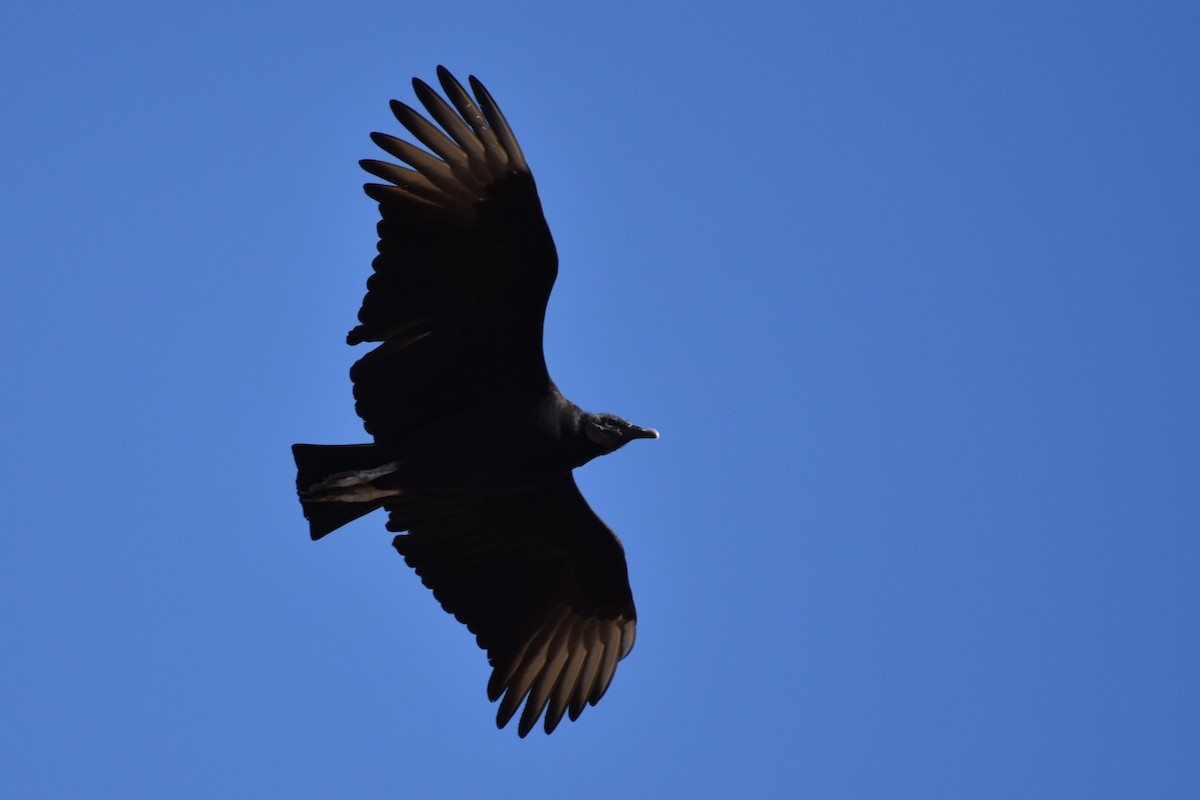 Black Vulture - Derek Hudgins