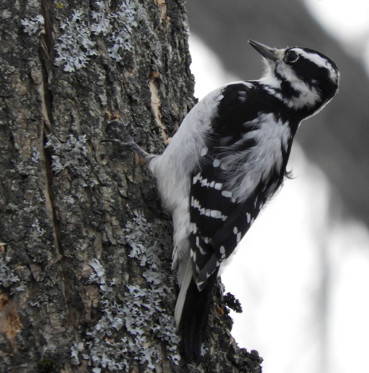Hairy Woodpecker (Eastern) - ML190554891