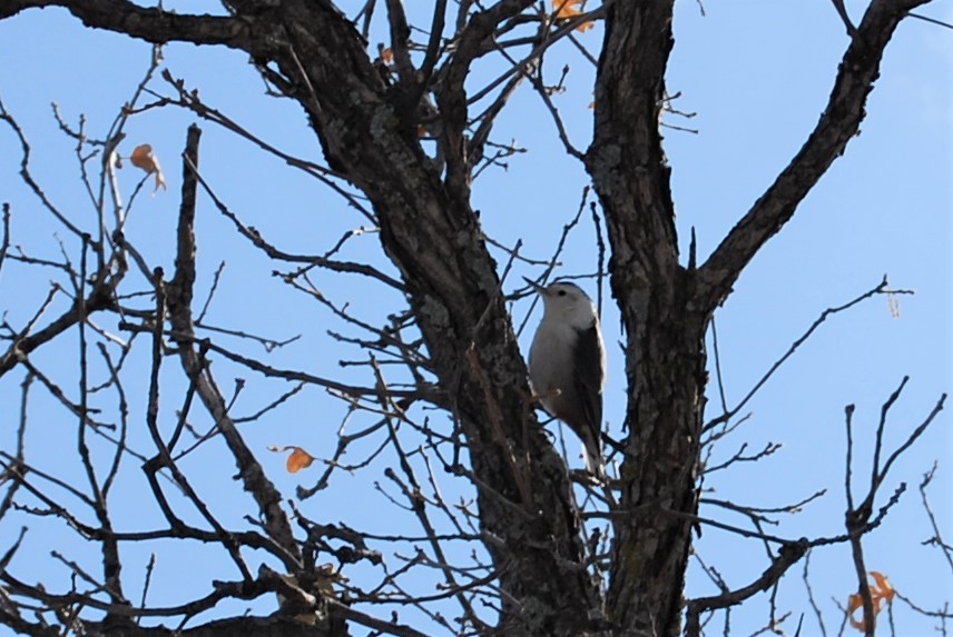 White-breasted Nuthatch - Cinnamon Bergeron
