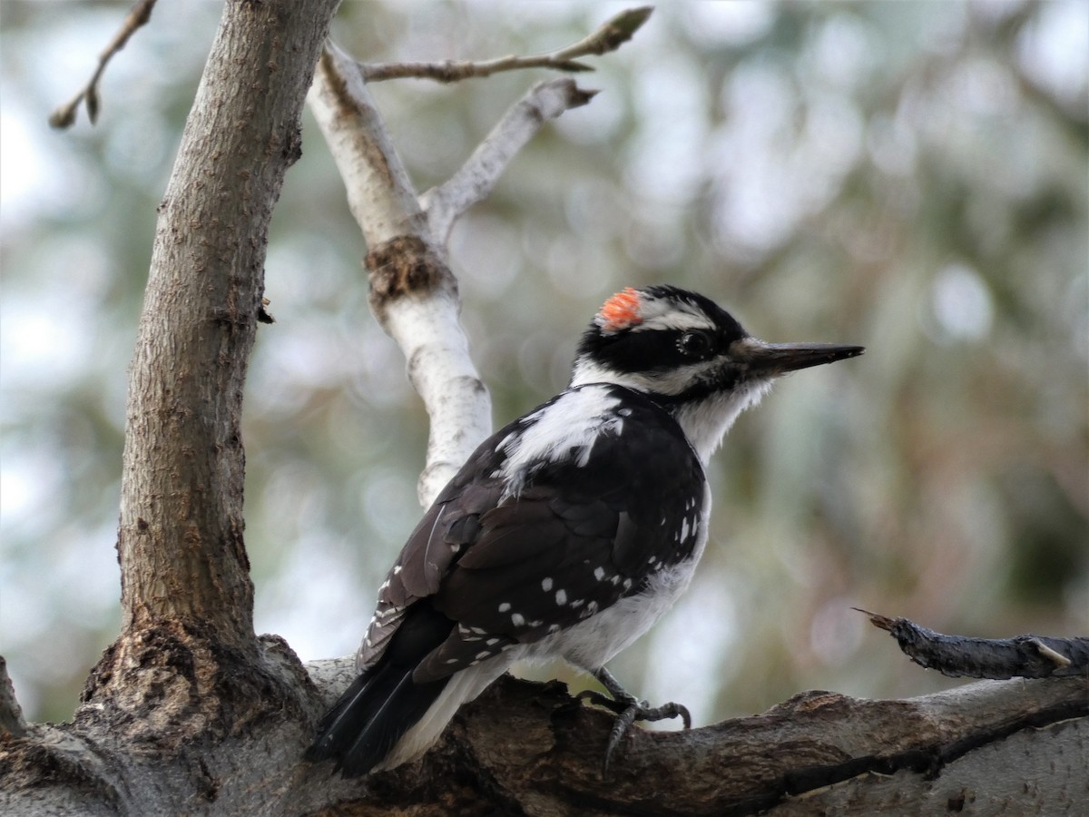 Hairy Woodpecker - Barry Mast