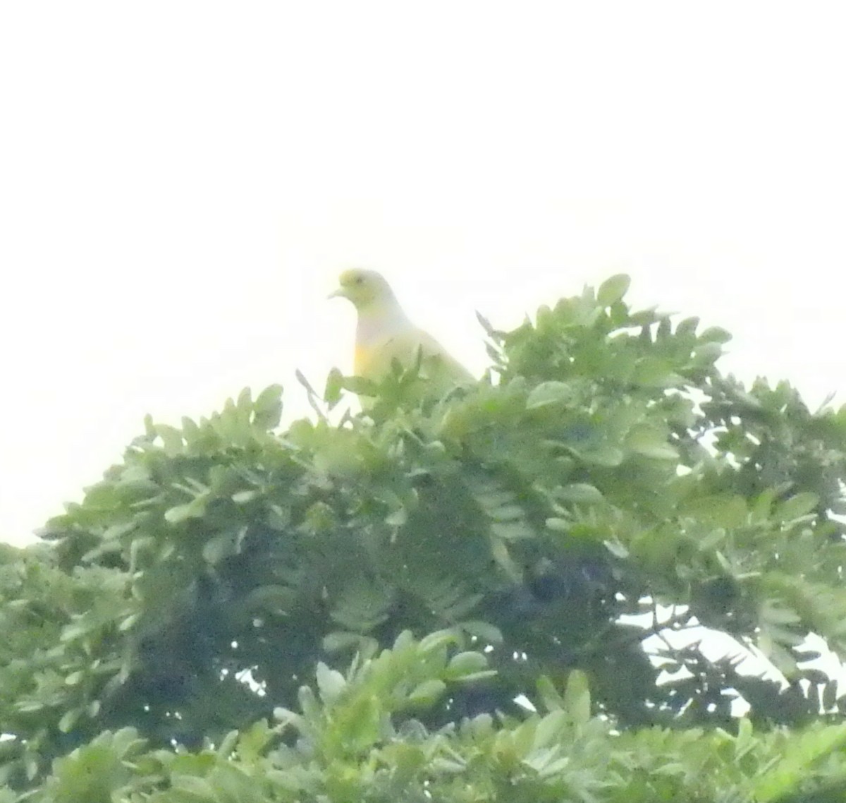 Orange-breasted Green-Pigeon - KARTHIKEYAN R