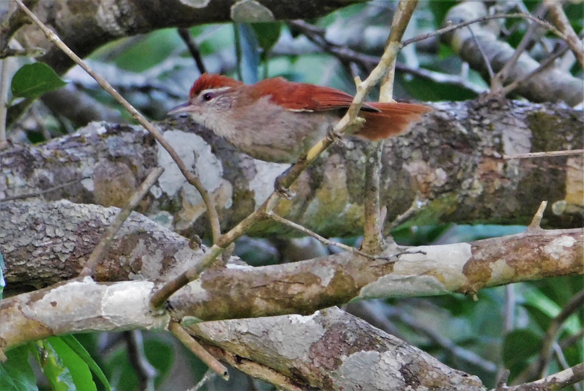 Rusty-backed Spinetail - ML190566751
