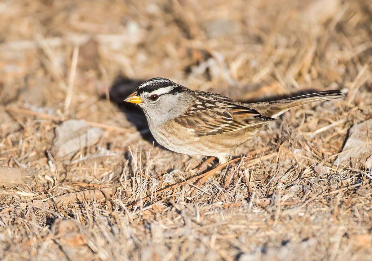 White-crowned Sparrow (Yellow-billed) - Blake Matheson