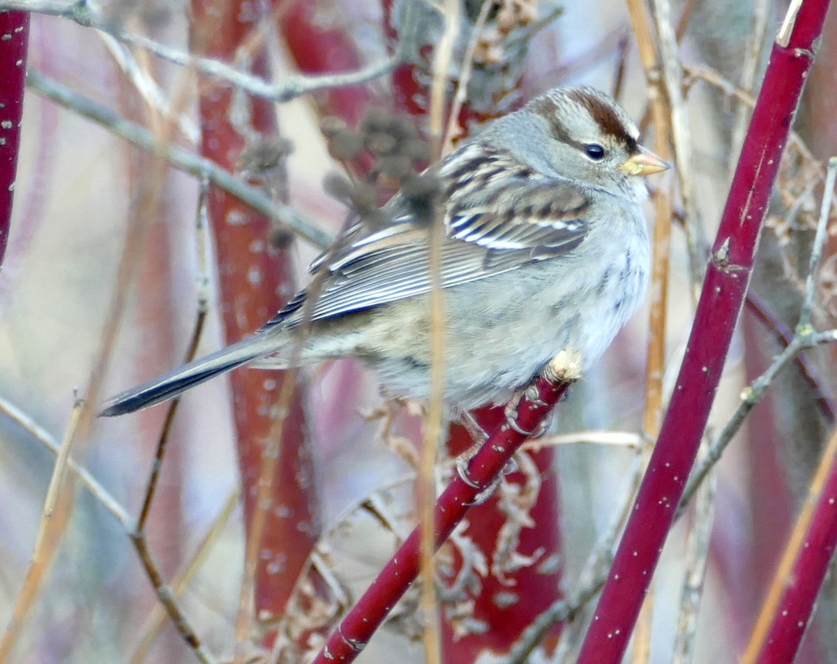 White-crowned Sparrow - Barbara Maytom