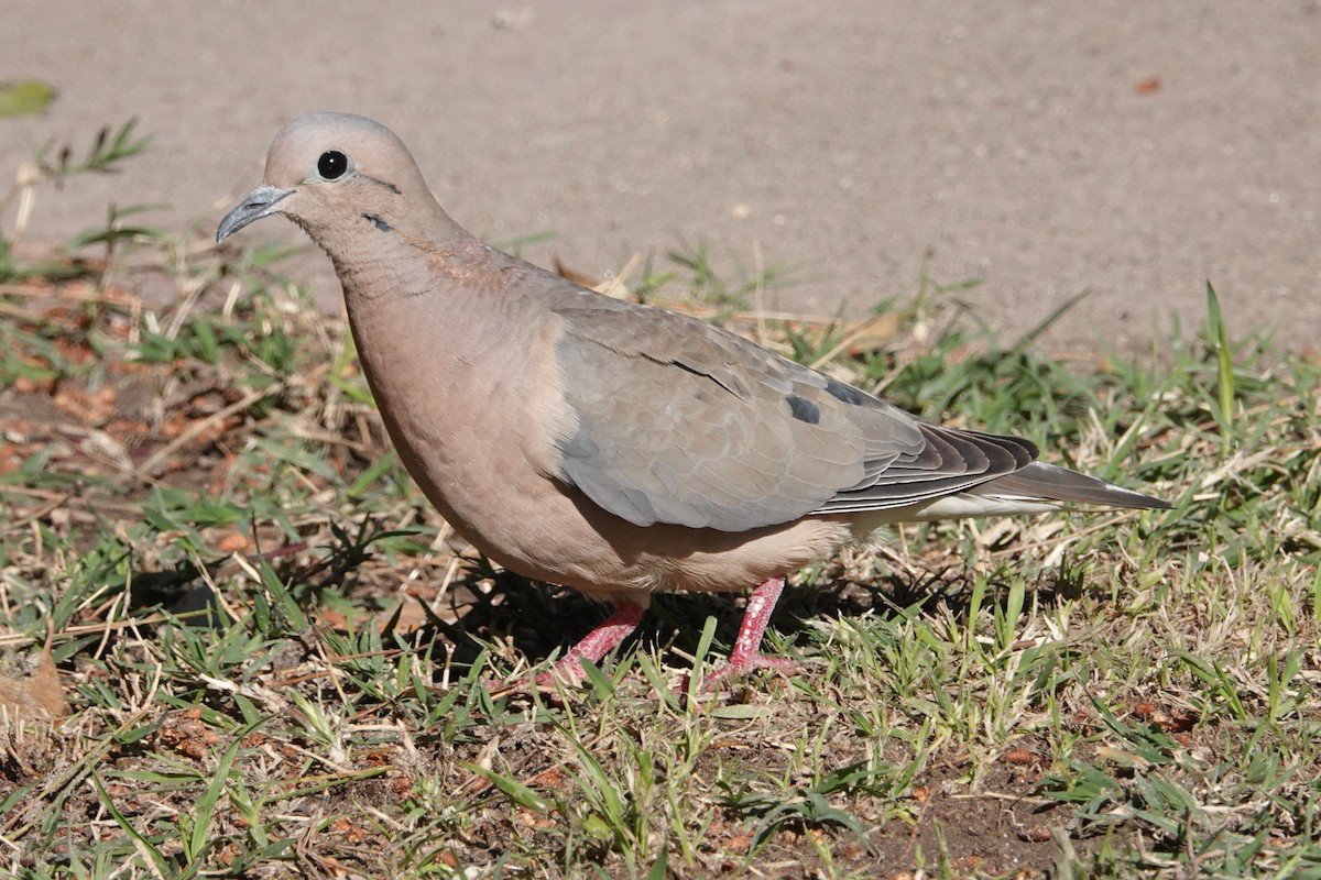 Eared Dove - Peter Woodall