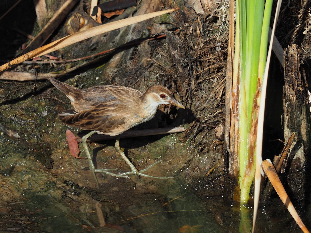 White-browed Crake - Len and Chris Ezzy
