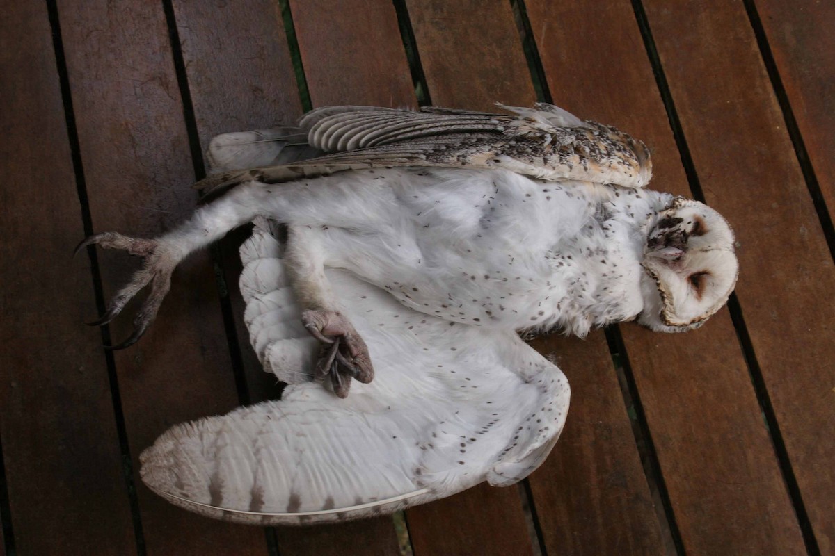 Australian Masked-Owl - Carl Billingham