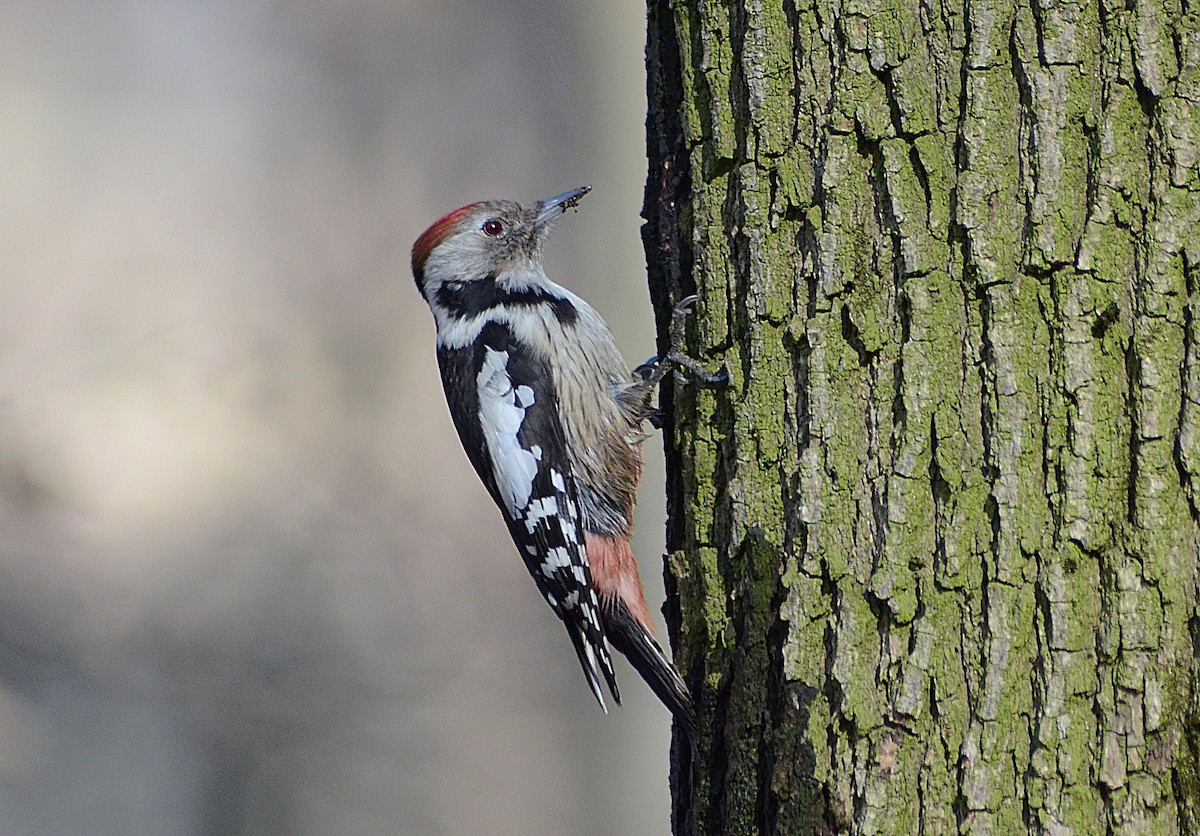Middle Spotted Woodpecker - Oleh Sheremet