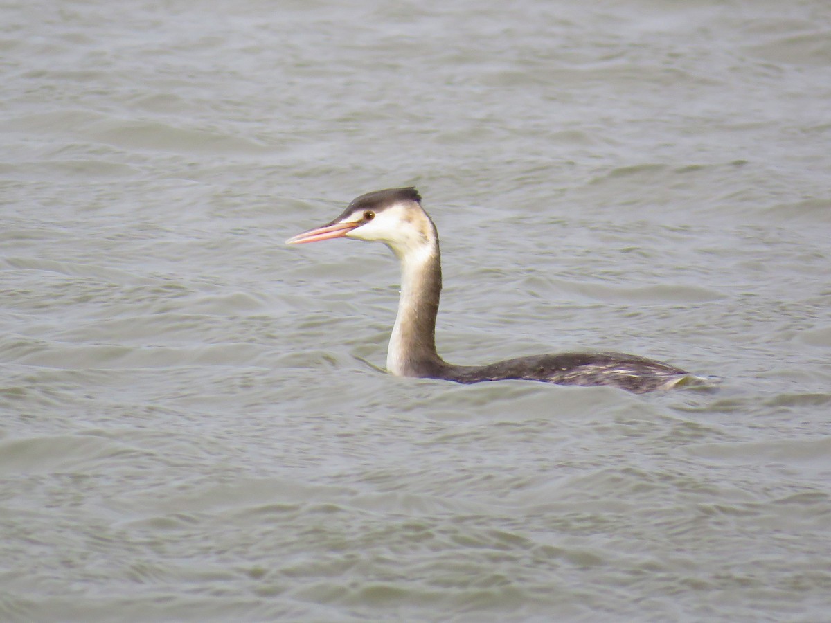 Great Crested Grebe - ML190580781