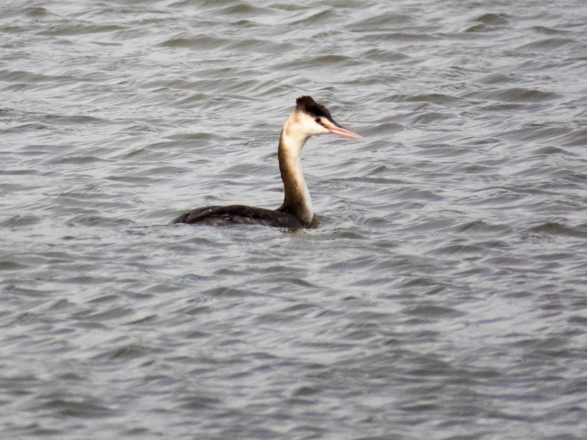 Great Crested Grebe - ML190580811