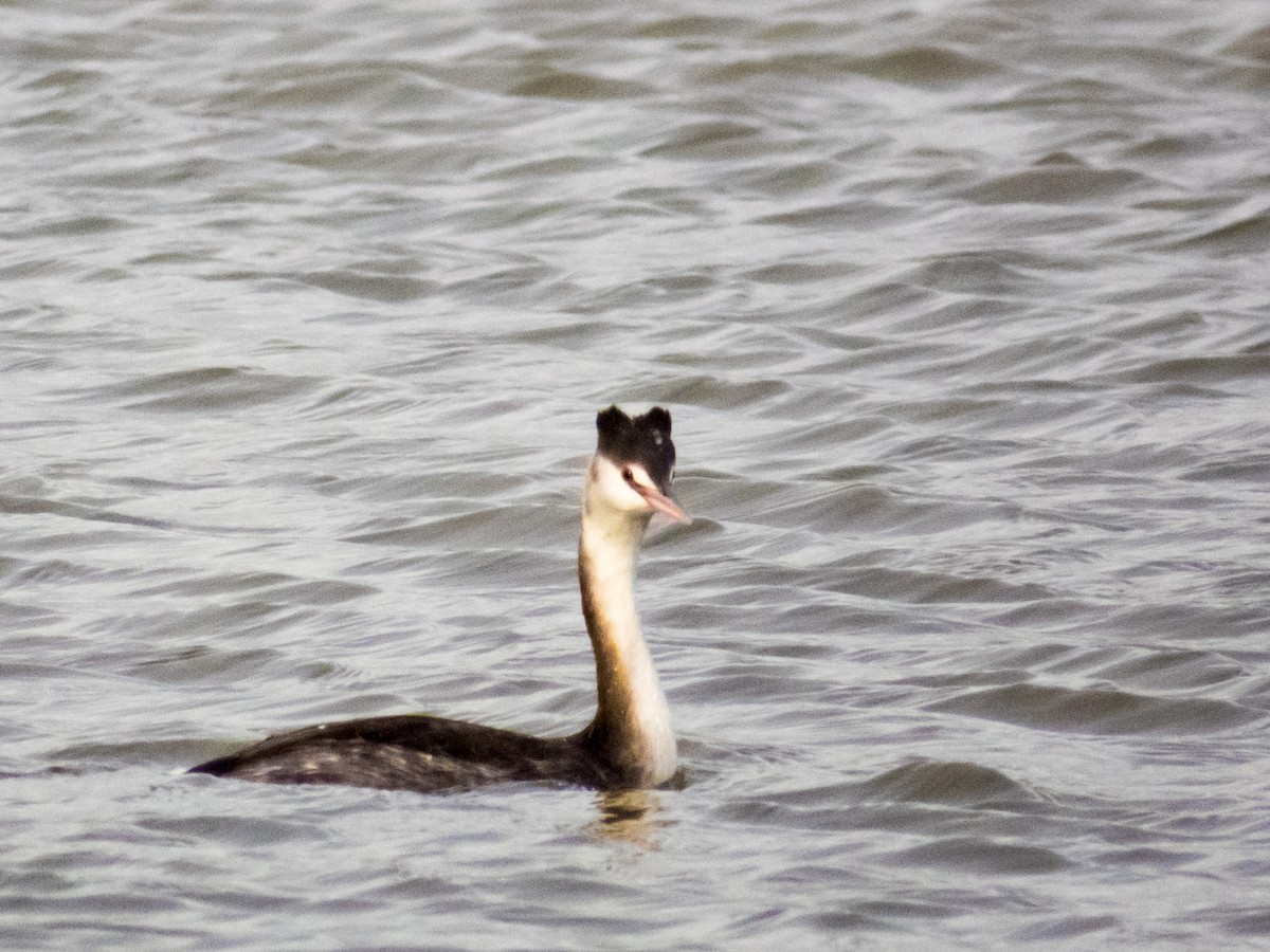 Great Crested Grebe - ML190580821